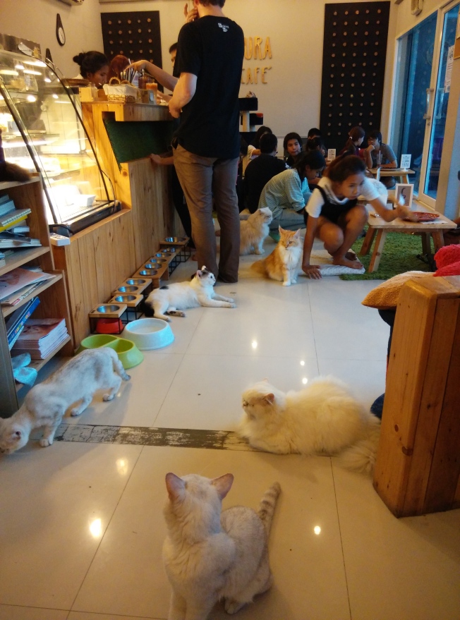 Makura Cat Cafe Bangkok